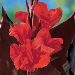 Giant Canna Red King Humbert Bulbs Perennial Growing Bonsai Roots Rhizomes Corms Tubers Potted Planting Reblooming Fragrant Garden Species Blooms Flower Seeds Plant Gardening