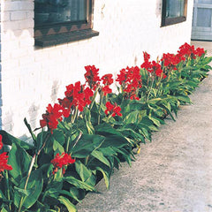 Dwarf Canna The President Bulbs Perennial Growing Bonsai Roots Rhizomes Corms Tubers Potted Planting Reblooming Fragrant Garden Species Blooms Flower Seeds Plant Gardening