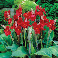 Dwarf Canna The President Bulbs Perennial Growing Bonsai Roots Rhizomes Corms Tubers Potted Planting Reblooming Fragrant Garden Species Blooms Flower Seeds Plant Gardening