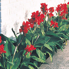 Dwarf Canna The President Bulbs Perennial Growing Bonsai Roots Rhizomes Corms Tubers Potted Planting Reblooming Fragrant Garden Species Blooms Flower Seeds Plant Gardening