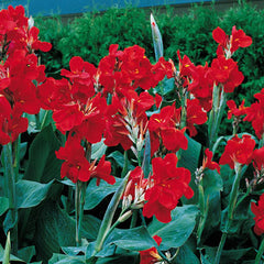 Dwarf Canna The President Bulbs Perennial Growing Bonsai Roots Rhizomes Corms Tubers Potted Planting Reblooming Fragrant Garden Species Blooms Flower Seeds Plant Gardening