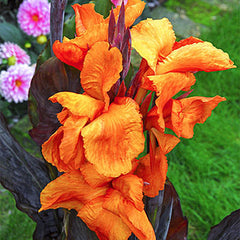 Giant Canna Wyoming Bulbs Perennial Growing Bonsai Roots Rhizomes Corms Tubers Potted Planting Reblooming Fragrant Garden Species Blooms Flower Seeds Plant Gardening