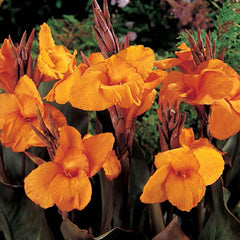Giant Canna Wyoming Bulbs Perennial Growing Bonsai Roots Rhizomes Corms Tubers Potted Planting Reblooming Fragrant Garden Species Blooms Flower Seeds Plant Gardening