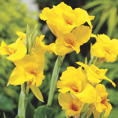 Giant Canna Yellow King Humbert Bulbs Perennial Growing Bonsai Roots Rhizomes Corms Tubers Potted Planting Reblooming Fragrant Garden Species Blooms Flower Seeds Plant Gardening