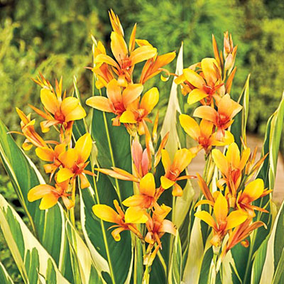 Variegated Giant Canna Stuttgart Bulbs Perennial Growing Bonsai Roots Rhizomes Corms Tubers Potted Planting Reblooming Fragrant Garden Species Blooms Flower Seeds Plant Gardening