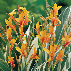 Variegated Giant Canna Stuttgart Bulbs Perennial Growing Bonsai Roots Rhizomes Corms Tubers Potted Planting Reblooming Fragrant Garden Species Blooms Flower Seeds Plant Gardening