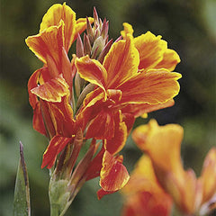 Dwarf Canna Lucifer Greenleaf Mixture Bulbs Perennial Growing Bonsai Roots Rhizomes Corms Tubers Potted Planting Reblooming Fragrant Garden Species Blooms Flower Seeds Plant Gardening