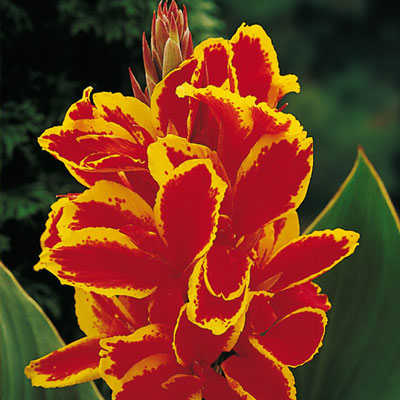 Dwarf Canna Lucifer Greenleaf Mixture Bulbs Perennial Growing Bonsai Roots Rhizomes Corms Tubers Potted Planting Reblooming Fragrant Garden Species Blooms Flower Seeds Plant Gardening