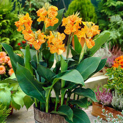 Dwarf Canna Picasso Bulbs Perennial Growing Bonsai Roots Rhizomes Corms Tubers Potted Planting Reblooming Fragrant Garden Species Blooms Flower Seeds Plant Gardening - Seedsplant