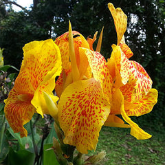 Dwarf Canna Picasso Bulbs Perennial Growing Bonsai Roots Rhizomes Corms Tubers Potted Planting Reblooming Fragrant Garden Species Blooms Flower Seeds Plant Gardening - Seedsplant