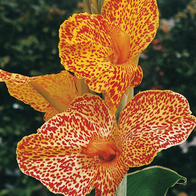 Dwarf Canna Picasso Bulbs Perennial Growing Bonsai Roots Rhizomes Corms Tubers Potted Planting Reblooming Fragrant Garden Species Blooms Flower Seeds Plant Gardening