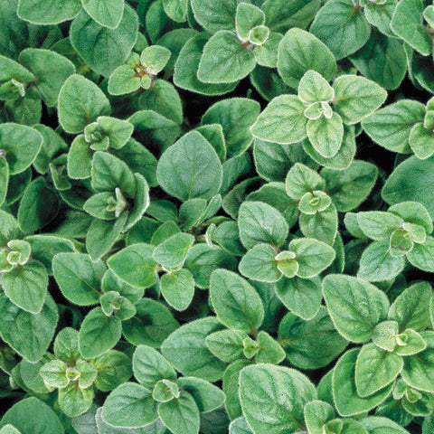 Greek Oregano Seeds - Plants Seeds