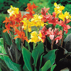 Dwarf Cannas Mixed Bulbs Perennial Growing Bonsai Roots Rhizomes Corms Tubers Potted Planting Reblooming Fragrant Garden Species Blooms Flower Seeds Plant Gardening