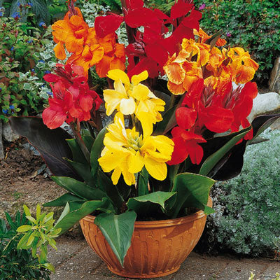 Dwarf Cannas Mixed Bulbs Perennial Growing Bonsai Roots Rhizomes Corms Tubers Potted Planting Reblooming Fragrant Garden Species Blooms Flower Seeds Plant Gardening