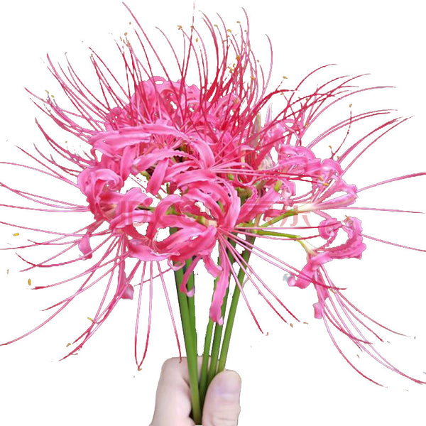 Beautiful Pink Lycoris Spider Lilies Bulbs Radiata Hurricane Lily Cluster Amayllis Growing Bonsai Roots Rhizomes Corms Tubers Potted Planting Reblooming Fragrant Garden Species Blooms Flower Seeds Plant Gardening