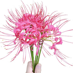 Beautiful Pink Lycoris Spider Lilies Bulbs Radiata Hurricane Lily Cluster Amayllis Growing Bonsai Roots Rhizomes Corms Tubers Potted Planting Reblooming Fragrant Garden Species Blooms Flower Seeds Plant Gardening