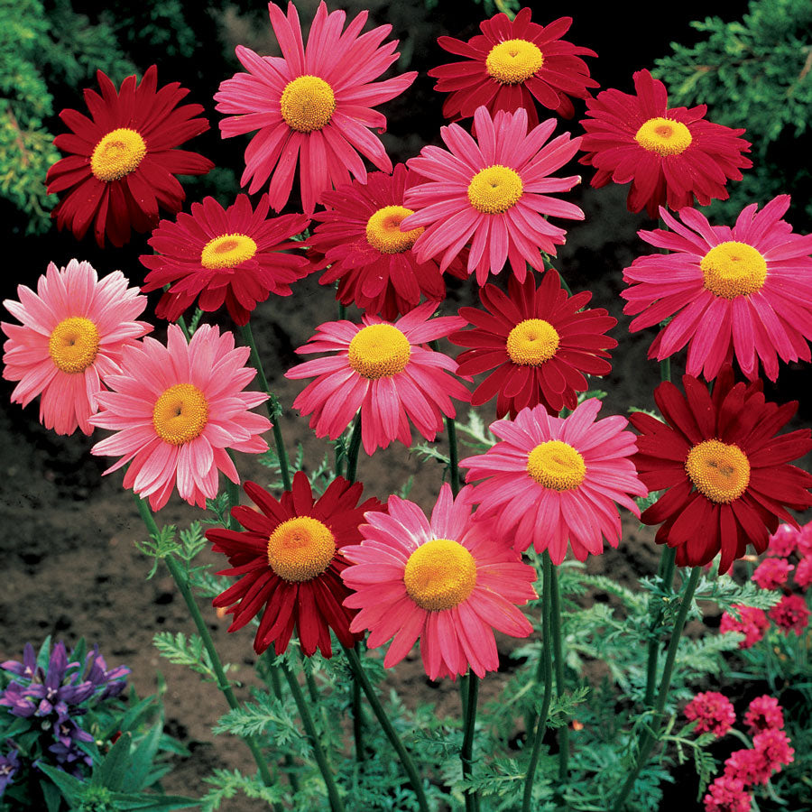 robinsons seeds and plants Robinsons Mix Pyrethrum Daisy Seeds