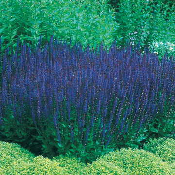 Blue Queen Salvia Seeds - Seedsplant