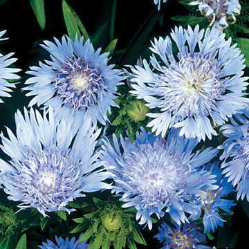 Blue Stokes's Aster Seeds - Seedsplant