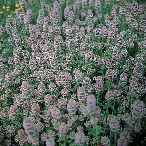 English Thyme Seeds