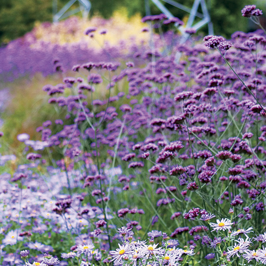 Verbena bonariensis Seeds - Plants Seeds