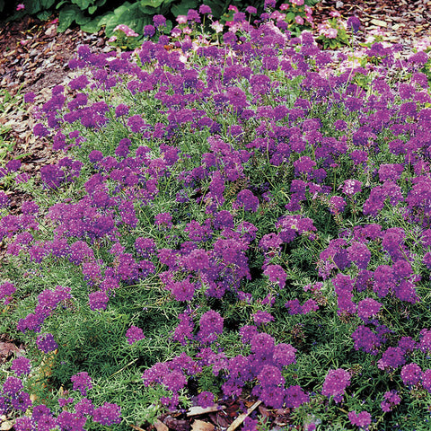 Imagination Verbena Seeds - Plants Seeds