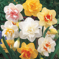 Double Daffodil Mixture Narcissus Bulbs Blooms Species Growing Bonsai Roots Rhizomes Corms Tubers Potted Planting Reblooming Fragrant Garden Flower Seeds Plant