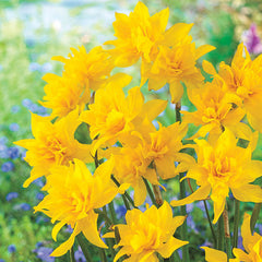 Double Campernelle Daffodil Narcissus Bulbs Blooms Species Growing Bonsai Roots Rhizomes Corms Tubers Potted Planting Reblooming Fragrant Garden Flower Seeds Plant