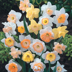 Hybridizer's Pink Daffodil Mixture Narcissus Bulbs Blooms Species Growing Bonsai Roots Rhizomes Corms Tubers Potted Planting Reblooming Fragrant Garden Flower Seeds Plant