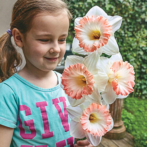 British Gamble Daffodil Narcissus Bulbs Blooms Species Growing Bonsai Roots Rhizomes Corms Tubers Potted Planting Reblooming Fragrant Garden Flower Seeds Plant