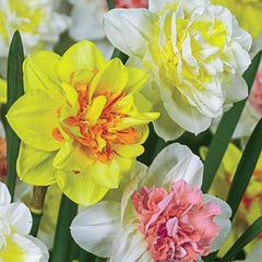 Double Delight Daffodil Mixture Narcissus Bulbs Blooms Species Growing Bonsai Roots Rhizomes Corms Tubers Potted Planting Reblooming Fragrant Garden Flower Seeds Plant