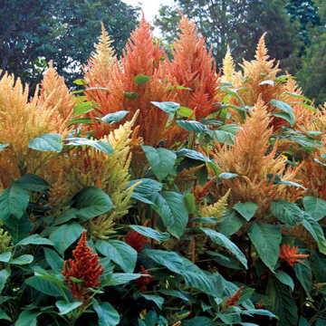 Autumns Touch Amaranthus Seeds