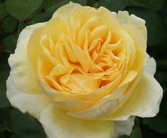 Todi Rose Seedlings Flower Seeds Perennial Growing Bonsai Corms Tubers Potted Planting Reblooming Fragrant Garden Roots Rhizomes Species Blooms Plant Bulbs Gardening Tree - Seedsplant