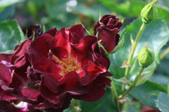 Route Rose Seedlings Flower Seeds Perennial Growing Bonsai Corms Tubers Potted Planting Reblooming Fragrant Garden Roots Rhizomes Species Blooms Plant Bulbs Gardening Tree