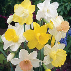 Mixed Trumpet Daffodil Narcissus Bulbs Blooms Species Growing Bonsai Roots Rhizomes Corms Tubers Potted Planting Reblooming Fragrant Garden Flower Seeds Plant - Seedsplant
