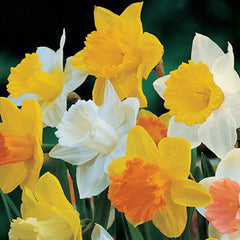 Mixed Trumpet Daffodil Narcissus Bulbs Blooms Species Growing Bonsai Roots Rhizomes Corms Tubers Potted Planting Reblooming Fragrant Garden Flower Seeds Plant - Seedsplant