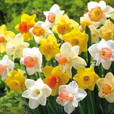 Mixed Trumpet Daffodil Narcissus Bulbs Blooms Species Growing Bonsai Roots Rhizomes Corms Tubers Potted Planting Reblooming Fragrant Garden Flower Seeds Plant