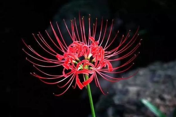 Pandelion Lycoris Spider Lilies Bulbs Radiata Hurricane Lily Cluster Amayllis Growing Bonsai Roots Rhizomes Corms Tubers Potted Planting Reblooming Fragrant Garden Species Blooms Flower Seeds Plant Gardening