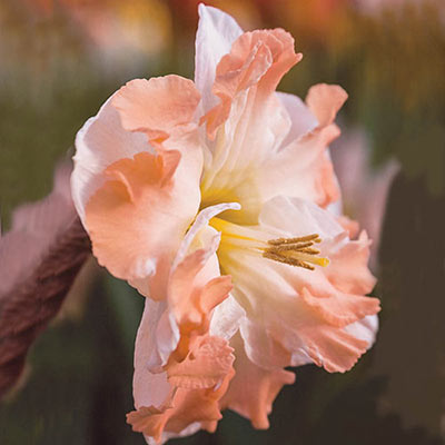 Split Crown Daffodil Chapelet Narcissus Bulbs Blooms Species Growing Bonsai Roots Rhizomes Corms Tubers Potted Planting Reblooming Fragrant Garden Flower Seeds Plant