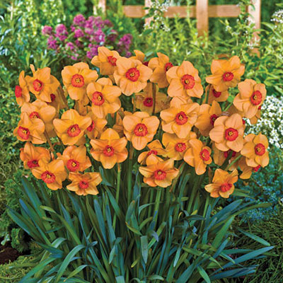 Small Cupped Daffodil Altruist Narcissus Bulbs Blooms Species Growing Bonsai Roots Rhizomes Corms Tubers Potted Planting Reblooming Fragrant Garden Flower Seeds Plant