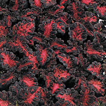 Black Dragon Coleus Seeds - Seedsplant