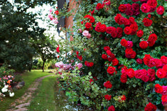 Trust Rose Seedlings Flower Seeds Perennial Growing Bonsai Corms Tubers Potted Planting Reblooming Fragrant Garden Roots Rhizomes Species Blooms Plant Bulbs Gardening Tree