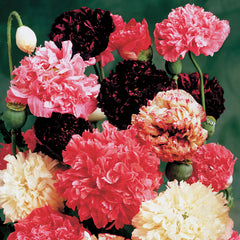 Park's Peony Mix Poppy Seeds - Plants Seeds