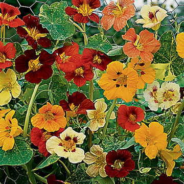 Jewel of Africa Nasturtium Seeds