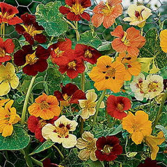 Jewel of Africa Nasturtium Seeds - Seedsplant