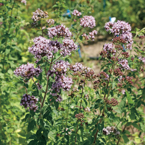 Oregano Seeds - Plants Seeds