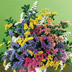 Soiree Mix Statice Flower Seeds - Plants Seeds
