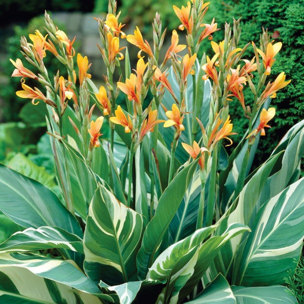 Lucifer Canna Bulbs Perennial Growing Bonsai Roots Rhizomes Corms Tubers Potted Planting Reblooming Fragrant Garden Species Blooms Flower Seeds Plant Gardening