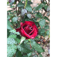 Strong Red Rose Seedlings Flower Seeds Perennial Growing Bonsai Corms Tubers Potted Planting Reblooming Fragrant Garden Roots Rhizomes Species Blooms Plant Bulbs Gardening Tree