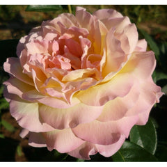 Gloria Dei Rose Seedlings Flower Seeds Perennial Growing Bonsai Corms Tubers Potted Planting Reblooming Fragrant Garden Roots Rhizomes Species Blooms Plant Bulbs Gardening Tree